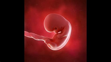 Gjatë javës së 4 të shtatzënisë, topi i qelizave ndahet në. . Java 7 8 e shtatzanise